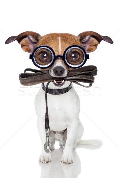 4126612 stupide chien fou muet cuir laisse