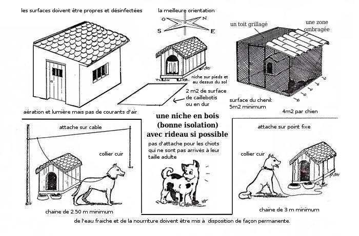 Chien et attache